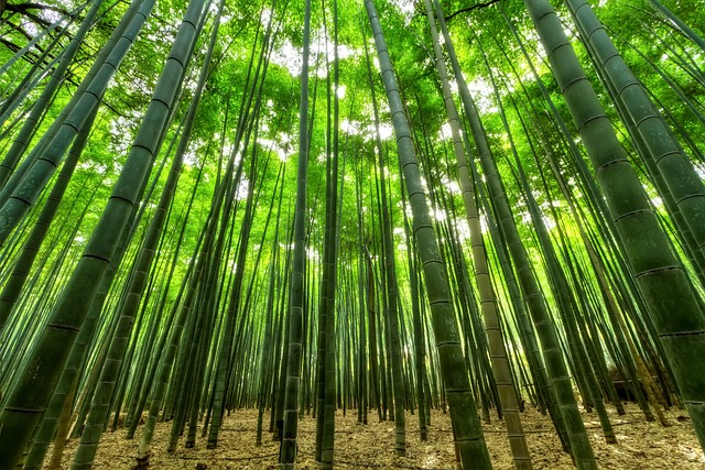 Oplev den ultimative komfort med bambussengetøj fra by Borg