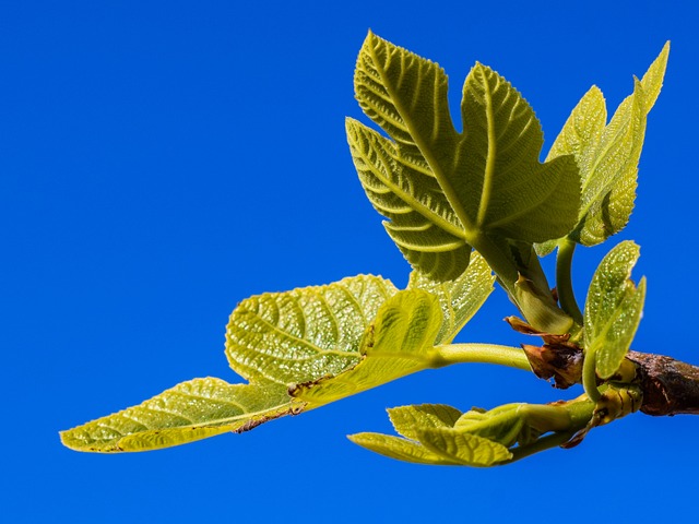 Guide til at dyrke dit eget figentræ i haven: Tips og tricks