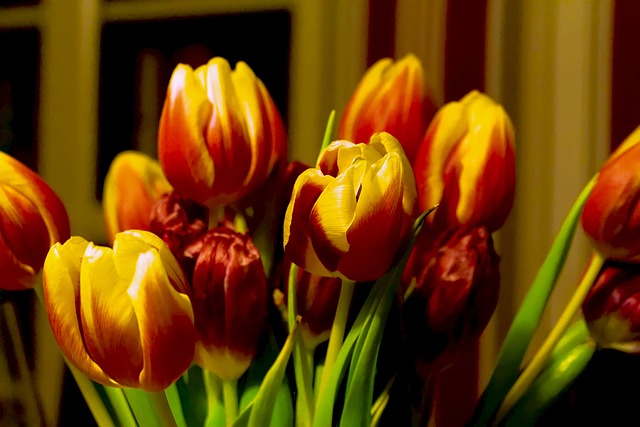 De mest almindelige fejl at undgå, når du planter tulipanløg